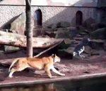 vidéo lion heron attaque zoo