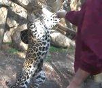 vidéo soigneur zoo léopard