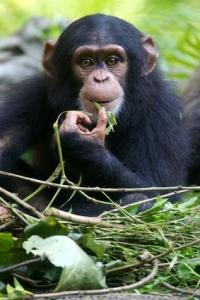 ÉTHOLOGIE: Ces singes femelles qui avortent à l’arrivée d’un nouveau mâle – Science
