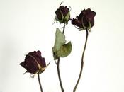 Nouvelle capitulation Sénat