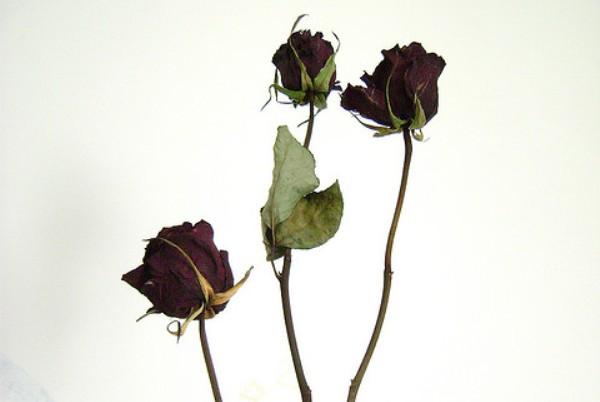 MES : Nouvelle capitulation du PS au Sénat