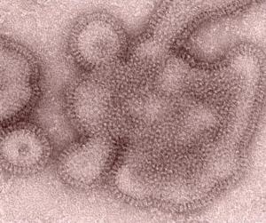 GRIPPE: Le midodrine, un nouvel anti-grippal universel ? – Inserm