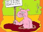 Band cochons Saint-Paul fait mieux Porc