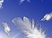 oiseaux blancs noirs