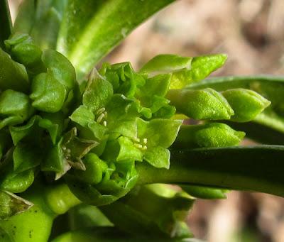 Daphne laureola en fleur