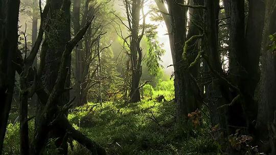 Point Lobos – beyond the photographs
