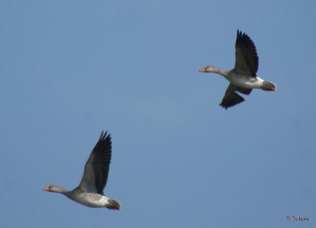 Balade dans le Marais Breton .