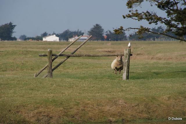 Balade dans le Marais Breton .