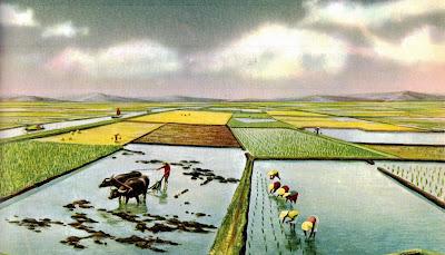 La vie dans les plaines-une plantation de riz le long du fleuve rouge