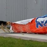 Chien tirant une affiche