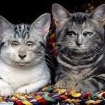 Deux chats...