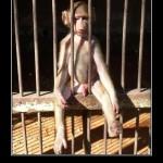 2012 Poutine en prison