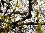 Paris, couleurs, premières fleurs