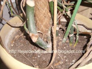 Surfacer une grande plante...mais pas que !