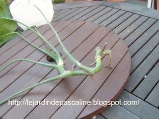 Surfacer une grande plante...mais pas que !