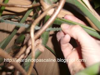 Surfacer une grande plante...mais pas que !