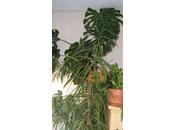 Surfacer grande plante...mais