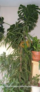 Surfacer une grande plante...mais pas que !