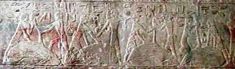 Mastaba de Ty - Chapelle - Sacrifice animaux du désert