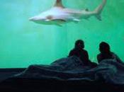 S’endormir dans profondeurs sous marine d’un Grand Aquarium