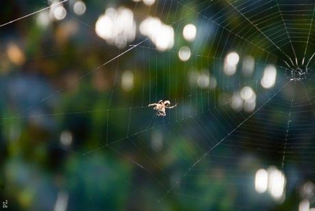 aux anges de nos campagnes