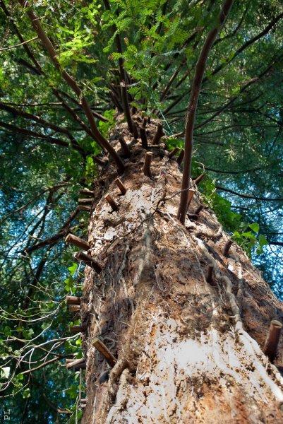 aux anges de nos campagnes