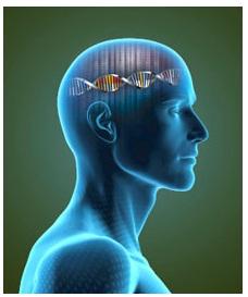 COCAÏNE: Le gène qui rend l’ado plus vulnérable à l’addiction – Journal of Neuroscience