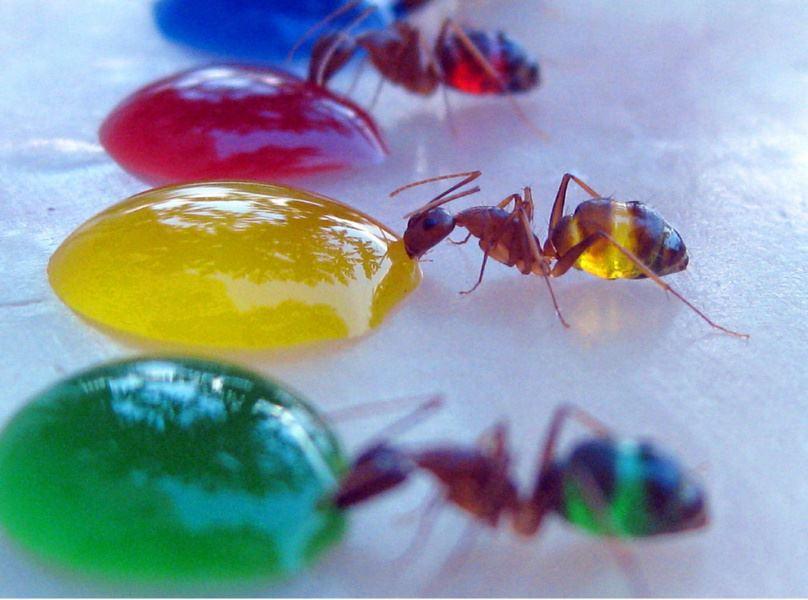 fourmis couleur