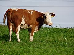 A cow, Orawka