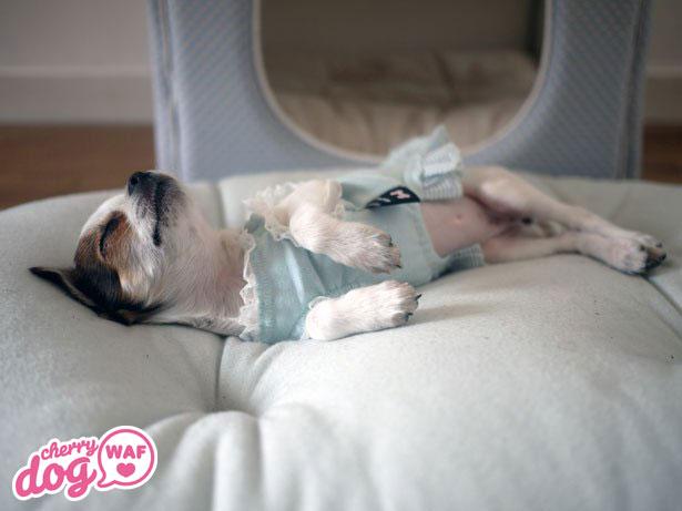 Présentation de Froufrou Lala et Ginger Pixel