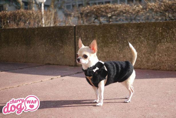 Présentation de Froufrou Lala et Ginger Pixel