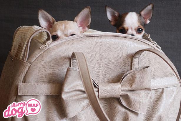 Présentation de Froufrou Lala et Ginger Pixel