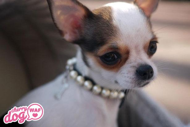 Présentation de Froufrou Lala et Ginger Pixel