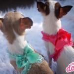 Harnais Beach Bunny For Pets Only