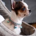 Collier Cupcake Couture For Pets Only