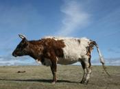 Halal gouvernement lui-même refusé proposition