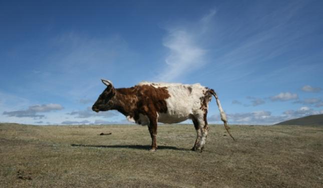 Halal : le gouvernement lui-même a refusé une proposition de loi !