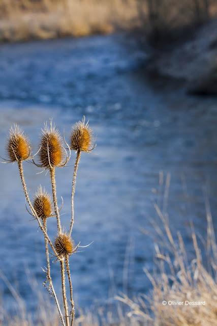 déclinaison de couleurs le long de l'Allier