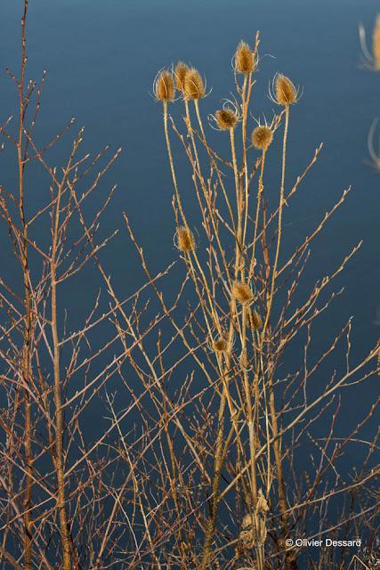 déclinaison de couleurs le long de l'Allier