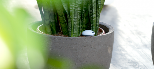 koubachi sensor 1 02A8000001228731 600x268 Wi Fi Plant Sensor : pour ne plus oublier darroser vos plantes