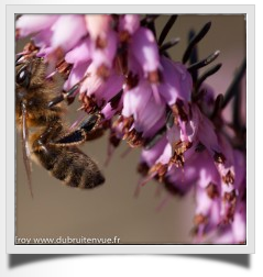 Test : l’objectif Canon 180mm f3,5 macro