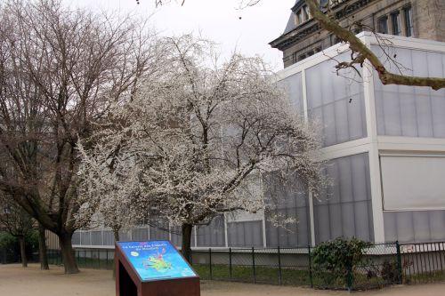 1 prunus subc paris 3 mars 2012 051.jpg