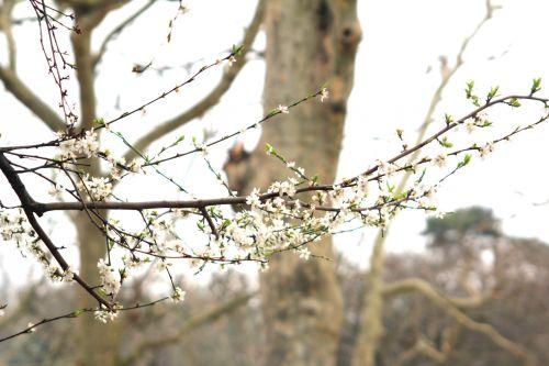2 prunus subc paris 3 mars 2012 062.jpg