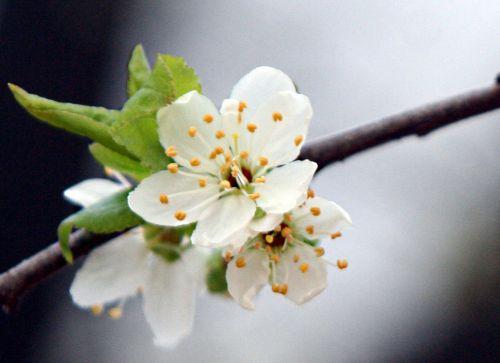 6 prunus subc rec paris 27 fev 2011 p 274.jpg