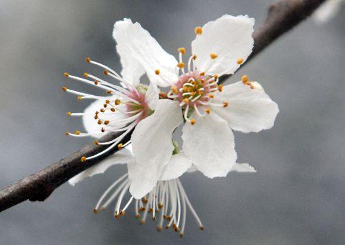 7 prunus subc rec paris 3 mars 2012 p 055.jpg