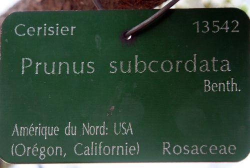 prunus subc étiq paris 27 fev 2011 276.jpg