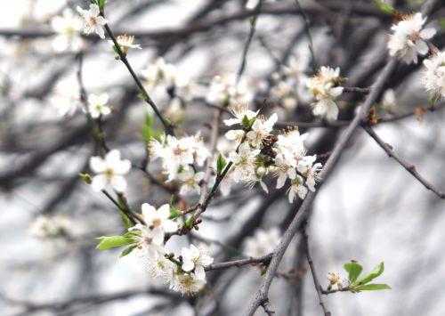 3 prunus subc paris 3 mars 2012 061.jpg