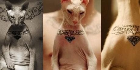 Il tatoue Cape Diem sur son chat