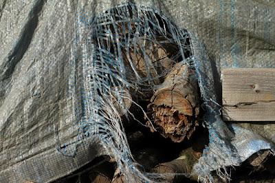 Tas de bois et filaments