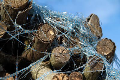 Tas de bois et filaments